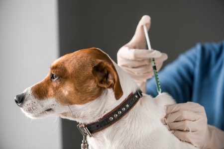 Bărbat din Măureni, cercetat penal pentru tăierea urechilor unor căței nevaccinați și neidentificați