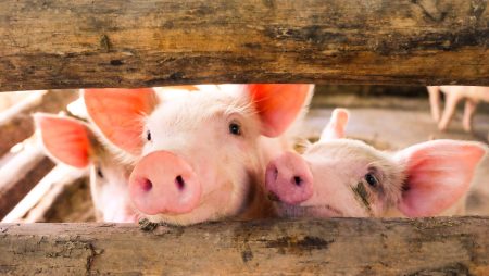Cel mai mare complex zootehnic de porci din Europa se construieşte în judeţul Arad