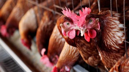 Filtre la frontiera cu Ungaria: transporturile de ouă, carne şi păsări vii, verificate din cauza gripei aviare