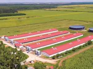Smithfield, cel mai mare producător de carne de porc din România, instalează panouri fotovoltaice de aproape 1 MW pe acoperișul abatorului Freidorf din Timișoara