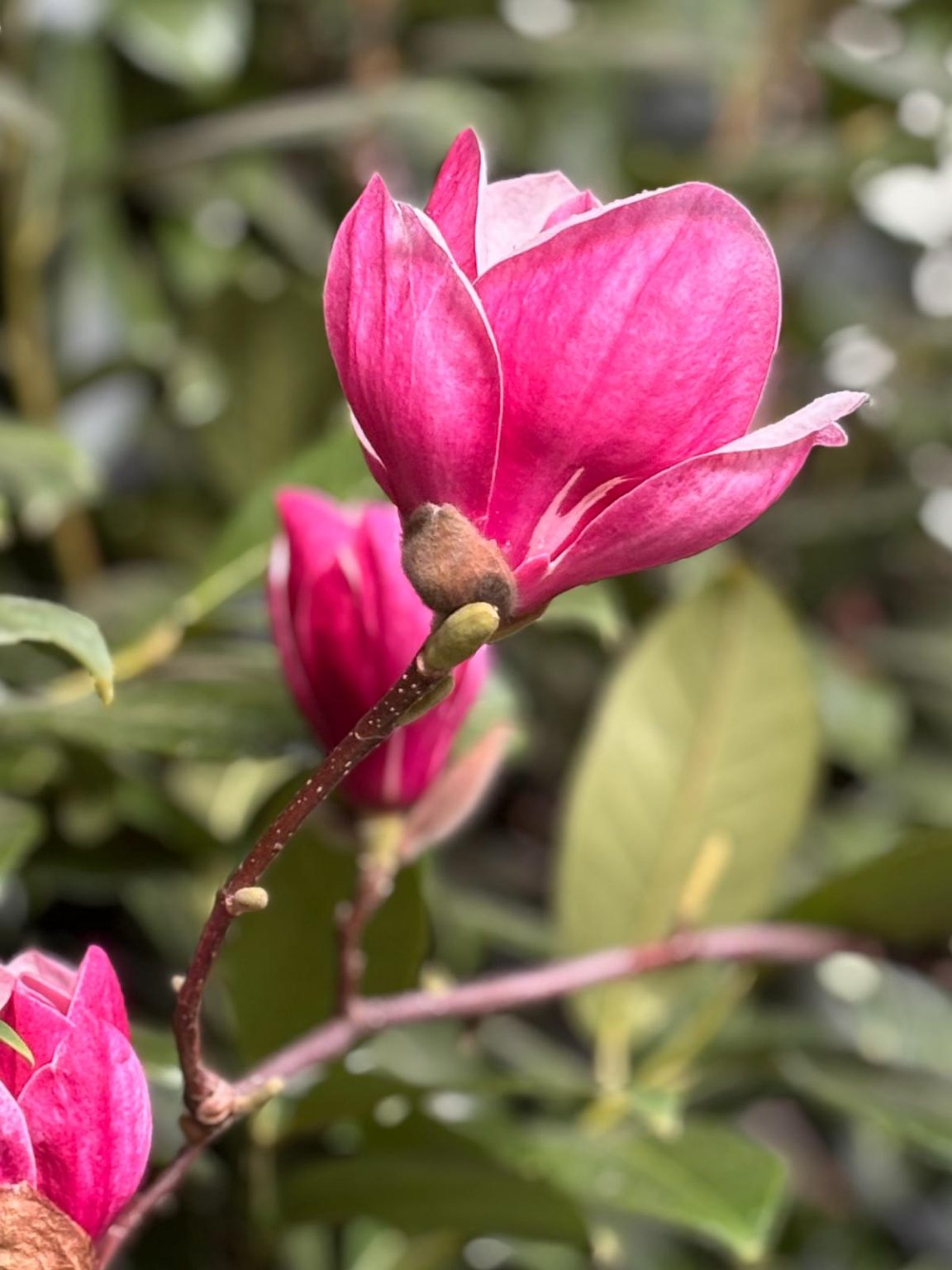 Momentul înfloririi magnoliilor înveselește parcurile, grădinile şi peisajul urban
