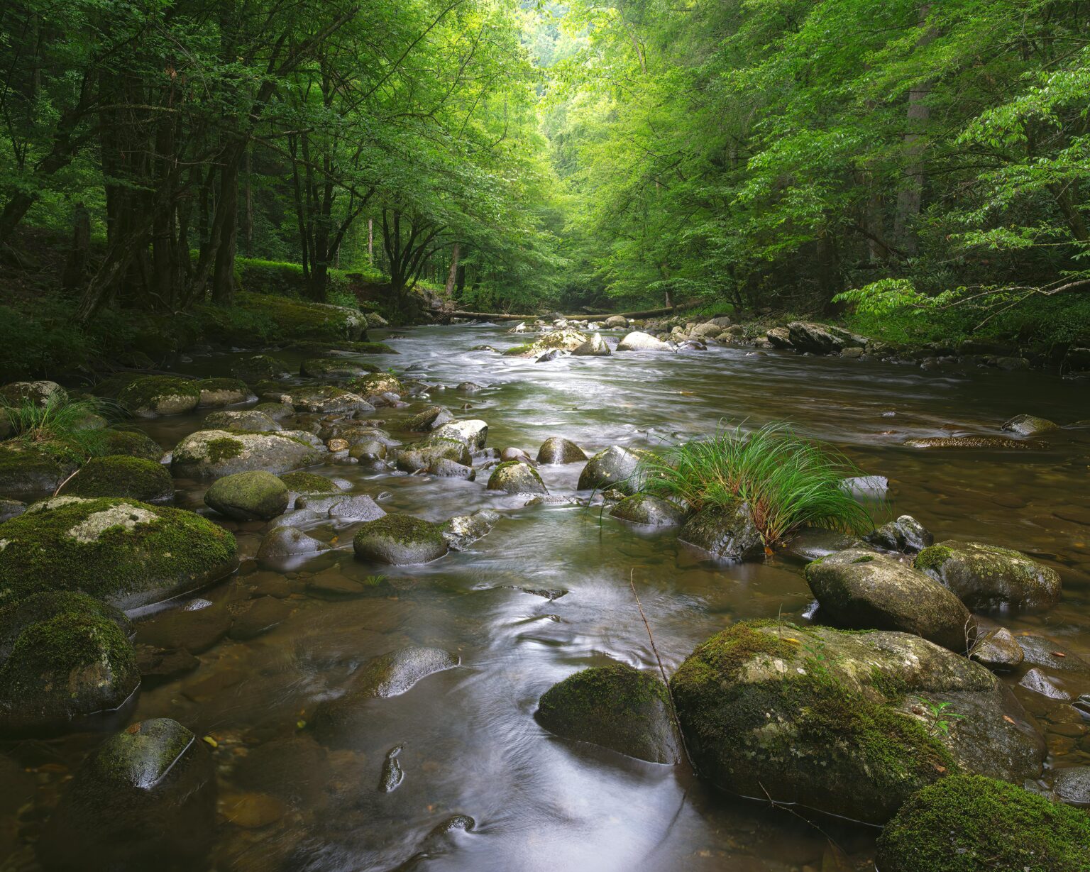 Fonduri europene pentru restaurarea râurilor din Banatul Montan: proiect de 74.700 euro lansat de Rewilding România