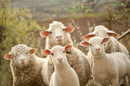 Pesta micilor rumegătoare: 13.000 de oi sacrificate în Timiş, alertă în Caraş-Severin